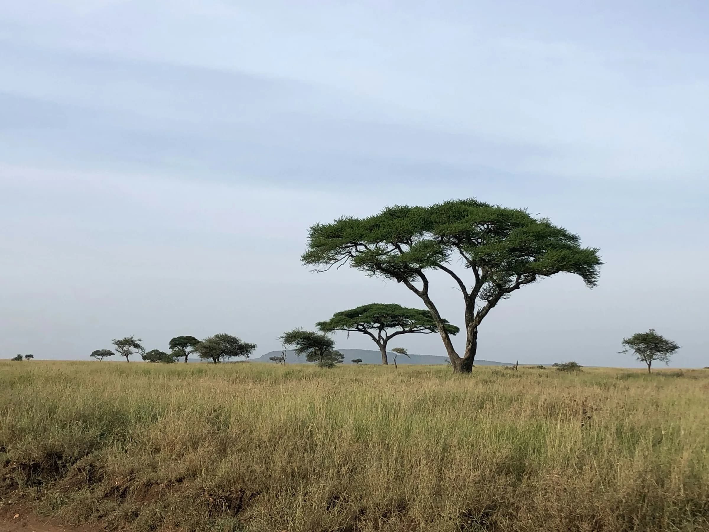 When to go: a month-by-month guide to the Maasai Mara